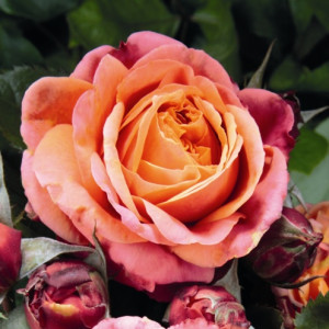 MARY ANN® MARY ANN®